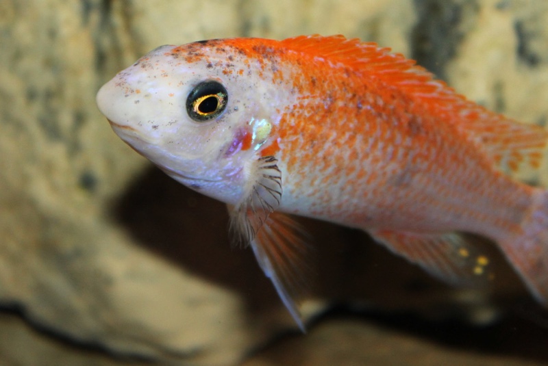 Labeotropheus trewavasae 'Thumbi West Island'